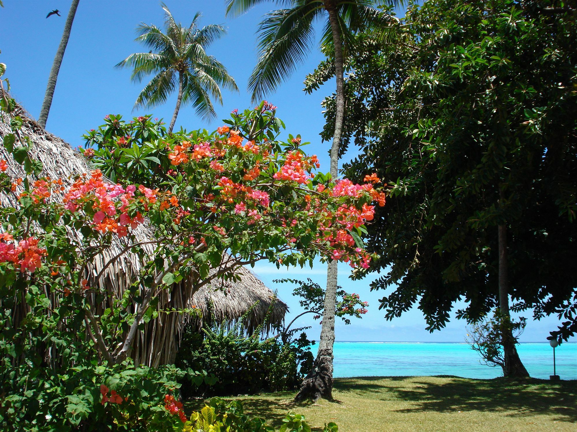 Hotel Hibiscus Papetoai Buitenkant foto